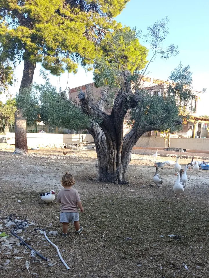 Un peque camina bajo el olivo entre las ocas